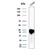 Western blot testing of human liver tissue lysate with Apolipoprotein E antibody. Predicted molecular weight: 34-37 kDa.