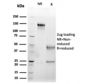 SDS-PAGE analysis of purified, BSA-free Fas Ligand antibody (clone FASLG/4456) as confirmation of integrity and purity.