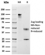 SDS-PAGE analysis of purified, BSA-free CCL8 antibody (clone CCL8/3683) as confirmation of integrity and purity.