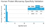 Analysis of HuProt(TM) microarray containing more than 19,000 full-length human proteins using IL-3 antibody (clone IL3/4005). These results demonstrate the foremost specificity of the IL3/4005 mAb. Z- and S- score: The Z-score represents the strength of a signal that an antibody (in combination with a fluorescently-tagged anti-IgG secondary Ab) produces when binding to a particular protein on the HuProt(TM) array. Z-scores are described in units of standard deviations (SD's) above the mean value of all signals generated on that array. If the targets on the HuProt(TM) are arranged in descending order of the Z-score, the S-score is the difference (also in units of SD's) between the Z-scores. The S-score therefore represents the relative target specificity of an Ab to its intended target.