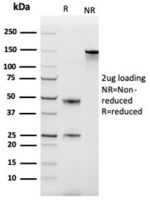 SDS-PAGE analysis of purified, BSA-free Monocyte Chemotactic Protein 2 antibody (clone CCL8/3686) as confirmation of integrity and purity.