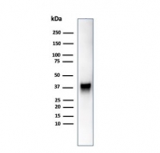 Western blot analysis of human JEG-3 cell lysate using SPARC antibody (clone OSTN/3755). Expected molecular weight: 35-43 kDa depending on glycosylation level.