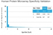 Analysis of HuProt(TM) microarray containing more than 19,000 full-length human proteins using Osteonectin antibody (clone OSTN/3758). These results demonstrate the foremost specificity of the OSTN/3758 mAb. Z- and S- score: The Z-score represents the strength of a signal that an antibody (in combination with a fluorescently-tagged anti-IgG secondary Ab) produces when binding to a particular protein on the HuProt(TM) array. Z-scores are described in units of standard deviations (SD's) above the mean value of all signals generated on that array. If the targets on the HuProt(TM) are arranged in descending order of the Z-score, the S-score is the difference (also in units of SD's) between the Z-scores. The S-score therefore represents the relative target specificity of an Ab to its intended target.
