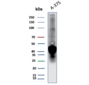 Western blot analysis of human A375 cell lysate using Osteonectin antibody (clone OSTN/3758). Predicted molecular weight 35-45 kDa depending on glycosylation level.