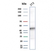 Western blot testing of mouse NIH 3T3 cell lysate with INDOL1 antibody. Expected molecular weight: ~47 kDa.