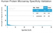 Analysis of HuProt(TM) microarray containing more than 19,000 full-length human proteins using Alpha II Spectrin antibody (clone SPTAN1/3507). These results demonstrate the foremost specificity of the SPTAN1/3507 mAb. Z- and S- score: The Z-score represents the strength of a signal that an antibody (in combination with a fluorescently-tagged anti-IgG secondary Ab) produces when binding to a particular protein on the HuProt(TM) array. Z-scores are described in units of standard deviations (SD's) above the mean value of all signals generated on that array. If the targets on the HuProt(TM) are arranged in descending order of the Z-score, the S-score is the difference (also in units of SD's) between the Z-scores. The S-score therefore represents the relative target specificity of an Ab to its intended target.