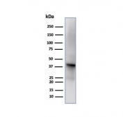 Western blot testing of human liver tissue using GLUL antibody (clone GLUL/6599). Predicted molecular weight ~42 kDa.