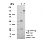 SDS-PAGE analysis of purified, BSA-free Bcl6 antibody (clone PCRP-BCL6-1E2) as confirmation of integrity and purity.