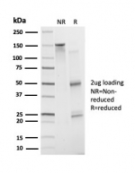 SDS-PAGE analysis of purified, BSA-free ATF2 antibody (clone PCRP-ATF2-1B4) as confirmation of integrity and purity.