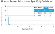 Analysis of HuProt(TM) microarray containing more than 19,000 full-length human proteins using IL-7 antibody (clone IL7/4013). These results demonstrate the foremost specificity of the IL7/4013 mAb. Z- and S- score: The Z-score represents the strength of a signal that an antibody (in combination with a fluorescently-tagged anti-IgG secondary Ab) produces when binding to a particular protein on the HuProt(TM) array. Z-scores are described in units of standard deviations (SD's) above the mean value of all signals generated on that array. If the targets on the HuProt(TM) are arranged in descending order of the Z-score, the S-score is the difference (also in units of SD's) between the Z-scores. The S-score therefore represents the relative target specificity of an Ab to its intended target.