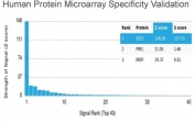Analysis of HuProt(TM) microarray containing more than 19,000 full-length human proteins using INDOL1 antibody (clone IDO2/2639). These results demonstrate the foremost specificity of the IDO2/2639 mAb. Z- and S- score: The Z-score represents the strength of a signal that an antibody (in combination with a fluorescently-tagged anti-IgG secondary Ab) produces when binding to a particular protein on the HuProt(TM) array. Z-scores are described in units of standard deviations (SD's) above the mean value of all signals generated on that array. If the targets on the HuProt(TM) are arranged in descending order of the Z-score, the S-score is the difference (also in units of SD's) between the Z-scores. The S-score therefore represents the relative target specificity of an Ab to its intended target.