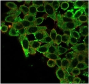 Immunofluorescent staining of PFA-fixed human HeLa cells using CNOT10 antibody (green, clone PCRP-CNOT10-1D5) and phalloidin (red).