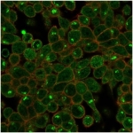 Immunofluorescent staining of PFA-fixed human HeLa cells using ZSCAN2 antibody (green, clone PCRP-ZSCAN2-1F8) and phalloidin (red).