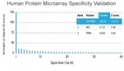 Analysis of HuProt(TM) microarray containing more than 19,000 full-length human proteins using MASPIN antibody (clone SERPINB5/4975). These results demonstrate the foremost specificity of the SERPINB5/4975 mAb. Z- and S- score: The Z-score represents the strength of a signal that an antibody (in combination with a fluorescently-tagged anti-IgG secondary Ab) produces when binding to a particular protein on the HuProt(TM) array. Z-scores are described in units of standard deviations (SD's) above the mean value of all signals generated on that array. If the targets on the HuProt(TM) are arranged in descending order of the Z-score, the S-score is the difference (also in units of SD's) between the Z-scores. The S-score therefore represents the relative target specificity of an Ab to its intended target.