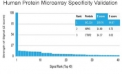 Analysis of HuProt(TM) microarray containing more than 19,000 full-length human proteins using B-cell lymphoma/leukemia 11A antibody (clone PCRP-BCL11A-1H3). These results demonstrate the foremost specificity of the PCRP-BCL11A-1H3 mAb. Z- and S- score: The Z-score represents the strength of a signal that an antibody (in combination with a fluorescently-tagged anti-IgG secondary Ab) produces when binding to a particular protein on the HuProt(TM) array. Z-scores are described in units of standard deviations (SD's) above the mean value of all signals generated on that array. If the targets on the HuProt(TM) are arranged in descending order of the Z-score, the S-score is the difference (also in units of SD's) between the Z-scores. The S-score therefore represents the relative target specificity of an Ab to its intended target.