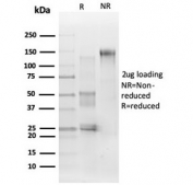 SDS-PAGE analysis of purified, BSA-free ERK2 antibody (clone PCRP-MAPK1-1D1) as confirmation of integrity and purity.