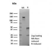 SDS-PAGE analysis of purified, BSA-free Actin Beta antibody (clone ACTB/1109) as confirmation of integrity and purity.
