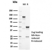 SDS-PAGE analysis of purified, BSA-free recombinant POU2F2 antibody (clone OCT2/7073R) as confirmation of integrity and purity.