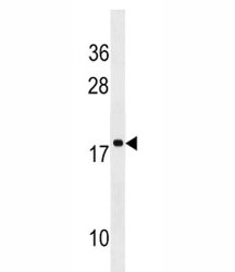 RPS17L antibody western blot analysis in NCI-H292 lysate.