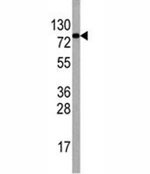 Western blot analysis of EIF4B antibody and HepG2 lysate.