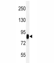 CD44 antibody western blot analysis in HeLa lysate