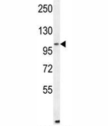ALDH1L2 antibody western blot analysis in mouse NIH3T3 lysate