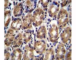 Axin-1 antibody immunohistochemistry analysis in formalin fixed and paraffin embedded human stomach tissue