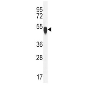 TUBA1C antibody western blot analysis in K562 lysate