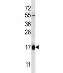 HBQ1 antibody western blot analysis in 293 lysate.