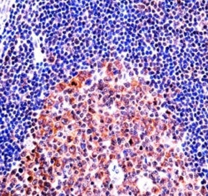 MCM4 antibody immunohistochemistry analysis in formalin fixed and paraffin embedded human tonsil tissue.