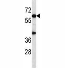 Akt1 antibody western blot analysis in mouse heart tissue lysate.