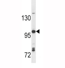 Anti-TLR7 antibody western blot analysis in Ramos lysate