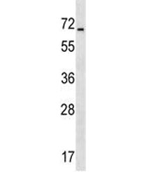 ASIC4 antibody western blot analysis in human HepG2 lysate. Predicted molecular weight ~70 kDa.