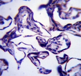 LEP antibody immunohistochemistry analysis in formalin fixed and paraffin embedded human placenta tissue.