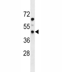 PDGFRL antibody western blot analysis in mouse heart tissue lysate.