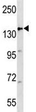 APC antibody western blot analysis in mouse heart tissue lysate
