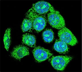 Confocal immunofluorescent analysis of EGR1 antibody with HeLa cells followed by Alexa Fluor 488-conjugated goat anti-rabbit lgG (green). DAPI was used as a nuclear counterstain (blue).