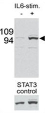 Western blot testing of p-STAT3 antibody and mouse liver tissue/lysate collected before (-) or after (+) stimulation with IL-6 injection in mouse portal vein. Data is kindly provided by Drs. E. Bard-Chapeau and G-S. Feng from the Burnham Institute (La Jolla, CA).