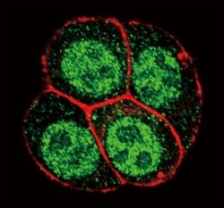 Confocal immunofluorescent analysis of phospho-SMAD2 antibody with HeLa cells followed by Alexa Fluor 488-conjugated goat anti-rabbit lgG (green). Actin filaments have been labeled with Alexa Fluor 555 Phalloidin (red).