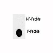 Dot blot analysis of phospho-Oct4 antibody. 50ng of phos-peptide or nonphos-peptide per dot were spotted.