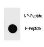 Dot blot analysis of phospho-PTEN antibody. 50ng of phos-peptide or nonphos-peptide per dot were spotted.
