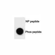 Dot blot analysis of phospho-ULK1 antibody. 50ng of phos-peptide or nonphos-peptide per dot were spotted.