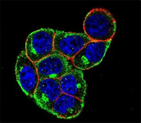 Confocal immunofluorescent analysis of Cyclin D antibody with HeLa cells followed by Alexa Fluor 488-conjugated goat anti-rabbit lgG (green). Actin filaments have been labeled with Alexa Fluor 555 Phalloidin (red). DAPI was used as a nuclear counterstain (blue).