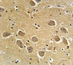 AQP11 antibody immunohistochemistry analysis in formalin fixed and paraffin embedded human brain tissue.