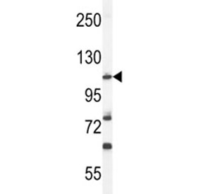 Western blot analysis of HIF1A antibody and mouse NIH3T3 lysate. Routinely observed molecular weight: 100~120 kDa.