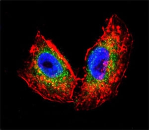 Confocal immunofluorescent analysis of Acetylcholinesterase antibody with human NCI-H460 cells followed by Alexa Fluor 488-conjugated goat anti-rabbit lgG (green). Actin filaments labeled with Alexa Fluor 555 Phalloidin (red). DAPI used as a nuclear counterstain (blue).