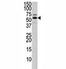 Western blot analysis of PTEN antibody and 293 lysate.