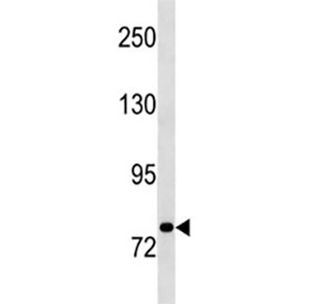 STAT3 antibody western blot analysis in A549 lysate.
