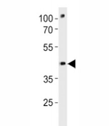 Pou3f3a antibody western blot analysis in zebrafish brain tissue lysate