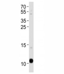APOA2 antibody western blot analysis in human blood plasma lysate. Predicted molecular weight ~11 kDa.